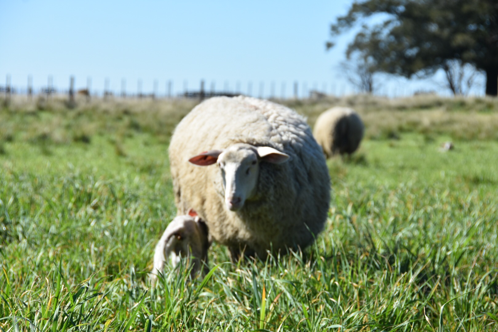 Majada de ovejas pastando en los campos de Zampa, Tandil